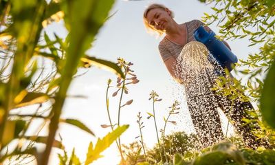 ‘Even plants that look terminally crispy can revive’: how to rescue your garden after a heatwave