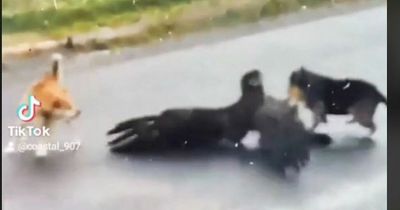 Dramatic moment dog rescues friend pinned down by giant eagle in terrifying street fight