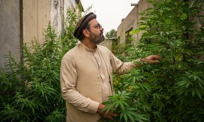 From battlefields to CBD: can hemp pioneer wean Afghanistan off opium?