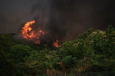 Company using blockchain for reforestation sets forest on fire... again