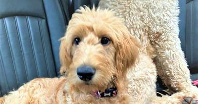 Autism comfort dog Rua missing from Co Antrim home leaving family distraught