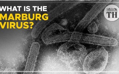 Watch | What is the Marburg virus?