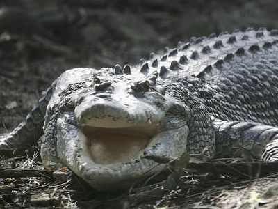 Two American tourists injured in crocodile attack at Mexico resort