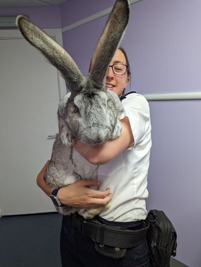 RSPCA rescues 47 giant rabbits crammed into ‘cramped and dirty’ hutches