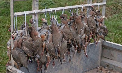 Slaughter of UK’s imported gamebirds carries a heavy price