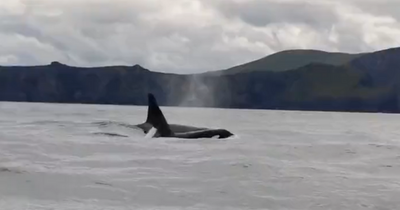 Two killer whales spotted off coast of Kerry for second time in just over three months