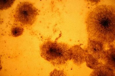 Extraterrestrial life could resemble real ancient microbes found on Earth