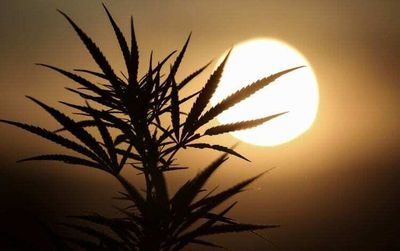 Cannabis News Week: Senate Unveils Bill to Lift Federal Ban