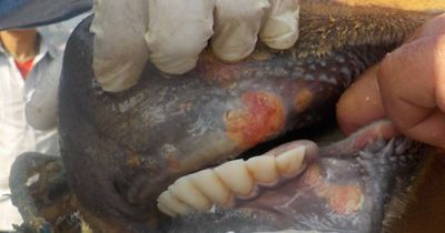 Strict biosecurity and quarantine needed to keep Australia's 150 years free of foot and mouth disease