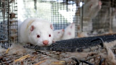 Danish mink farmers says industry will not recover from mass COVID culls two years ago