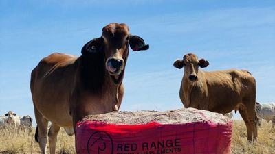 Resources company has cattle industry in its sights, with plan for outback mine and MCP plant