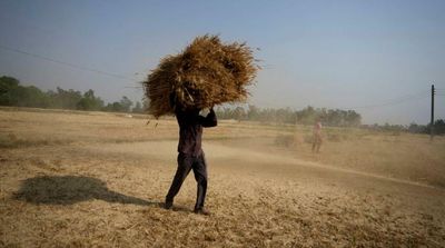 Wheat Prices Fall to Level Last Seen before Ukraine Invasion