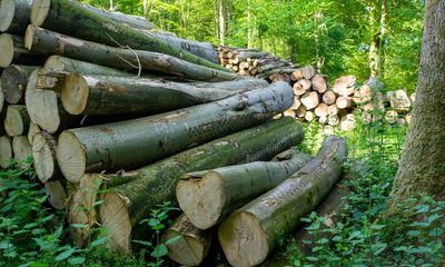 Dip in UK woodland’s ability to capture CO2 as felled trees not replaced