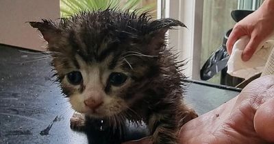 Cats stuck up trees and thousands of other distressed animals are rescued by firefighters