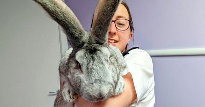 47 giant rabbits saved from oven after RSPCA raids breeding farm