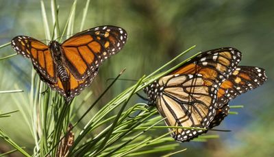 Monarchs, a rarer sight around Chicago, now ‘endangered’