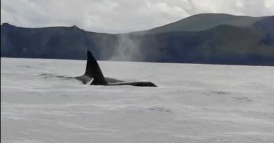Two killer whales spotted off Irish coast in second 'rare sighting' in three months