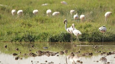 Scientists in Morocco use fake nests to entice flamingos to breed
