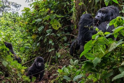 DRC to auction oil and gas permits in endangered gorilla habitat