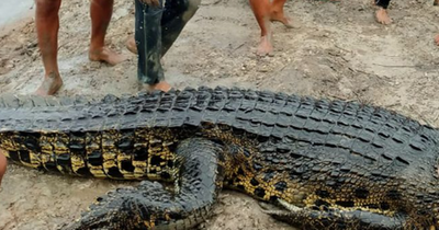 Woman's body cut out of crocodile's stomach just moments after it swallowed her whole