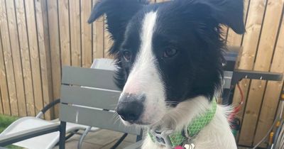Glasgow dog owners urged to beware of poisonous algae at city parks