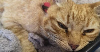 Cat targeted in 'sick' crossbow attack in the Highlands as nine-inch bolt left lodged in pet's body