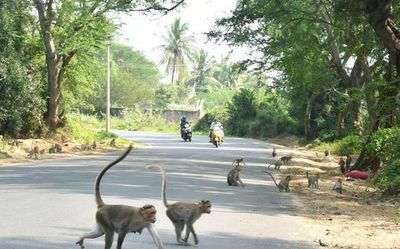 Vellore Collector asks Forest Department if monkeys can be trained to pluck coconuts for farmers