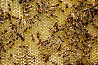 Can mad honey get you high? A bee expert reveals the answer