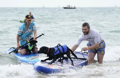 Pups and their owners hit the waves at annual Dog Surfing Championships