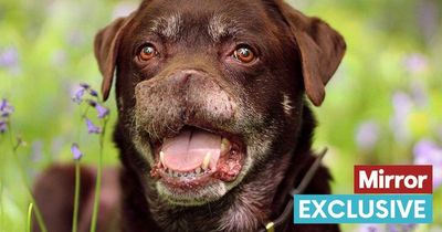 'Full of love' Labrador, 12, gets job as a model after losing his nose to cancer