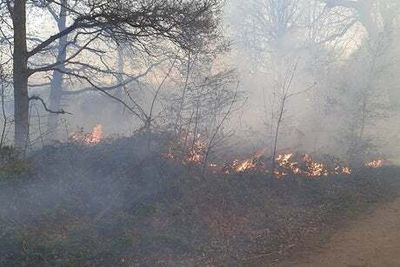 Investigation launched into shrubland fire in North London