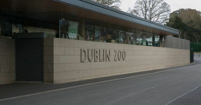 Dublin Zoo to be investigated after whistleblower claims of animal mistreatment