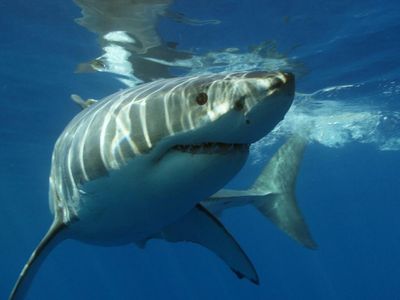 Shark Week NFTs: How Viewers Can Get Them For Free