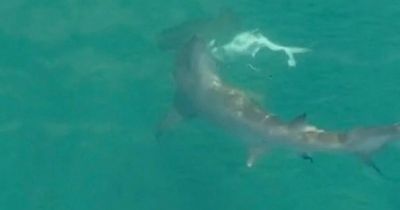 Terrifying moment cannibal hammerhead shark eats 6ft fellow predator