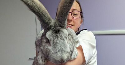 Huge dog-sized rabbits rescued after being 'fattened for slaughter on the black market'