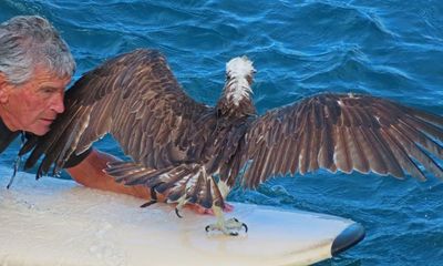 Surfers and angler combine to rescue osprey caught in fishing line off North Stradbroke Island