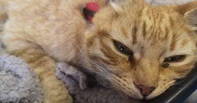 Cat left with 9-inch arrow stuck in body after being targeted by twisted crossbow thugs