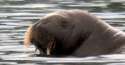 Huge charismatic walrus sinking boats and causing mayhem after becoming global icon