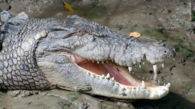 Proserpine River crocodiles to be tagged for satellite tracking in Whitsunday region
