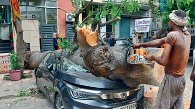 Concrete curse: Urgent call to save trees in Delhi