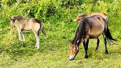 Across the globe, farmers put grazing livestock to work to help the environment and improve biodiversity