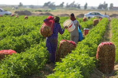Egypt's small farms play big role but struggle to survive