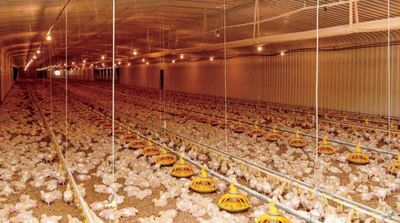 Saudi Arabia Plans to Invest $4.5b in Poultry Production