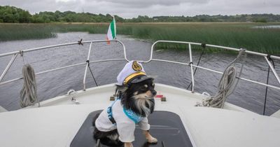 Meet the Dublin dog representing the capital in the 'Nose of Tralee'