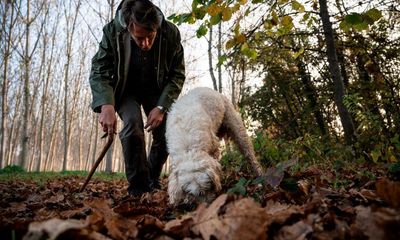 Puzzle of prized white truffle finally yields to science