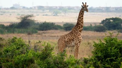 On the double: rare twin giraffes born in Kenya's Nairobi National Park