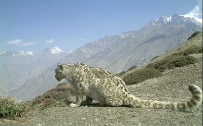 Study sheds light on prey-predator relationship in Himachal