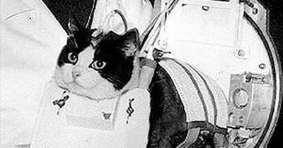 The first and only cat to go to space - and her tragic end when she got back to Earth