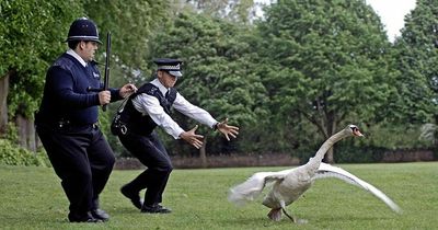 Police get swan handling lessons