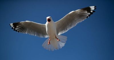 Seagulls attacking children at Irish seaside town as residents demand action on 'protected' birds